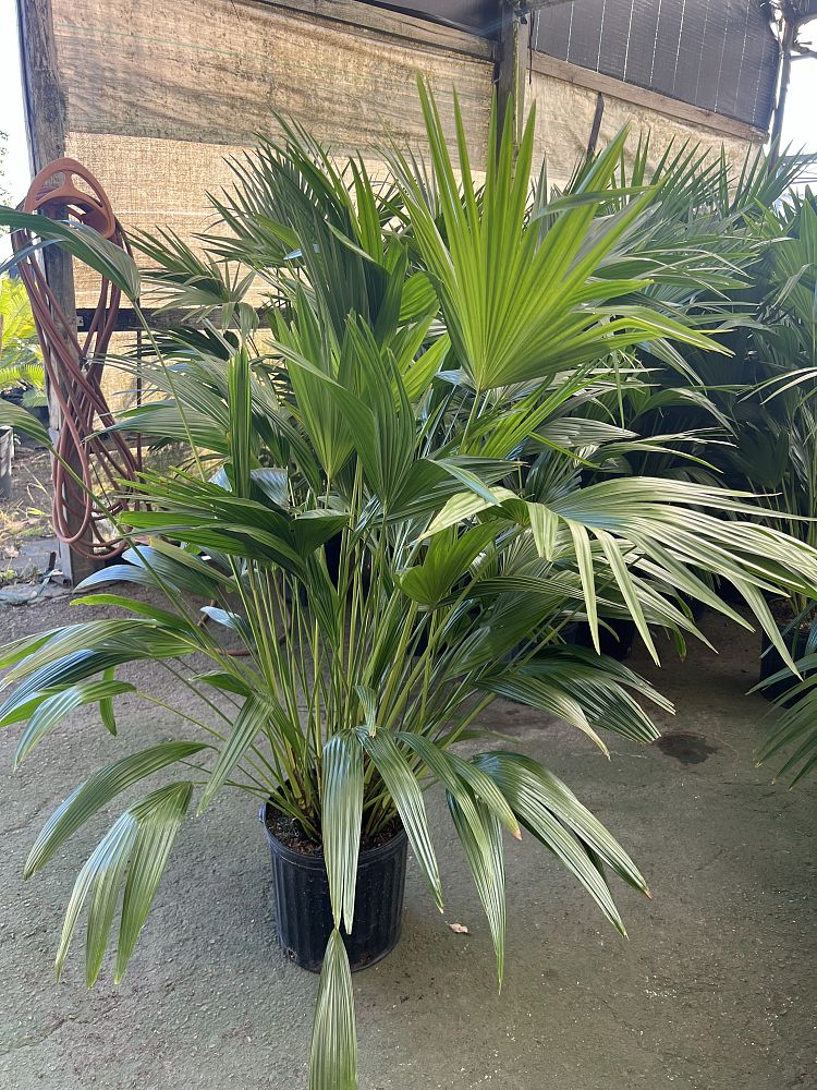 livistona-chinensis-chinese-fan-palm