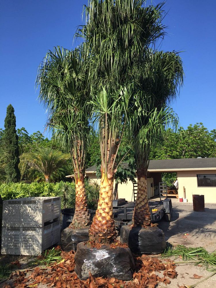 livistona-decipiens-ribbon-palm