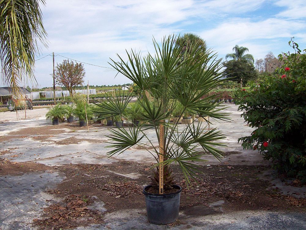 livistona-decipiens-ribbon-palm
