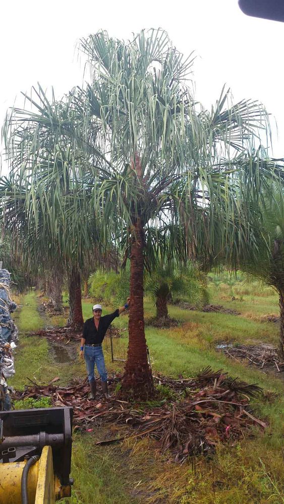 livistona-decipiens-ribbon-palm