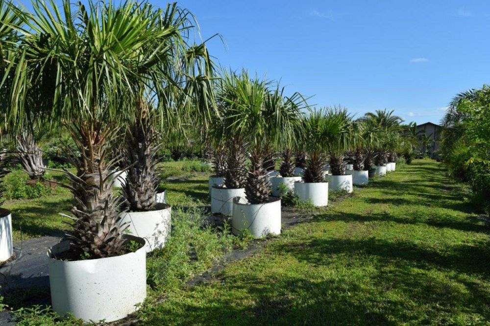 livistona-decipiens-ribbon-palm