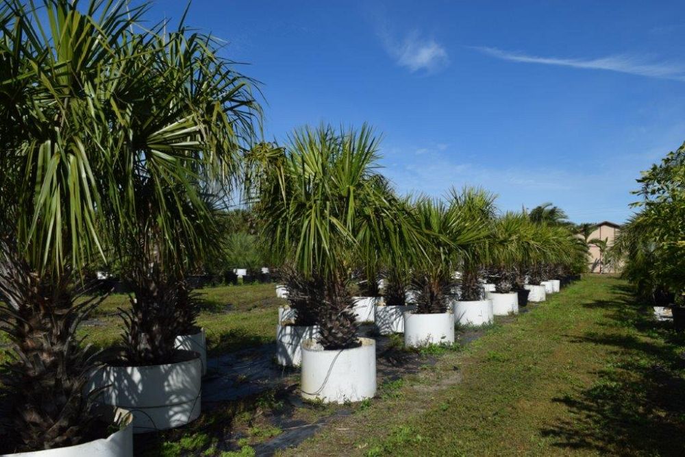 livistona-decipiens-ribbon-palm