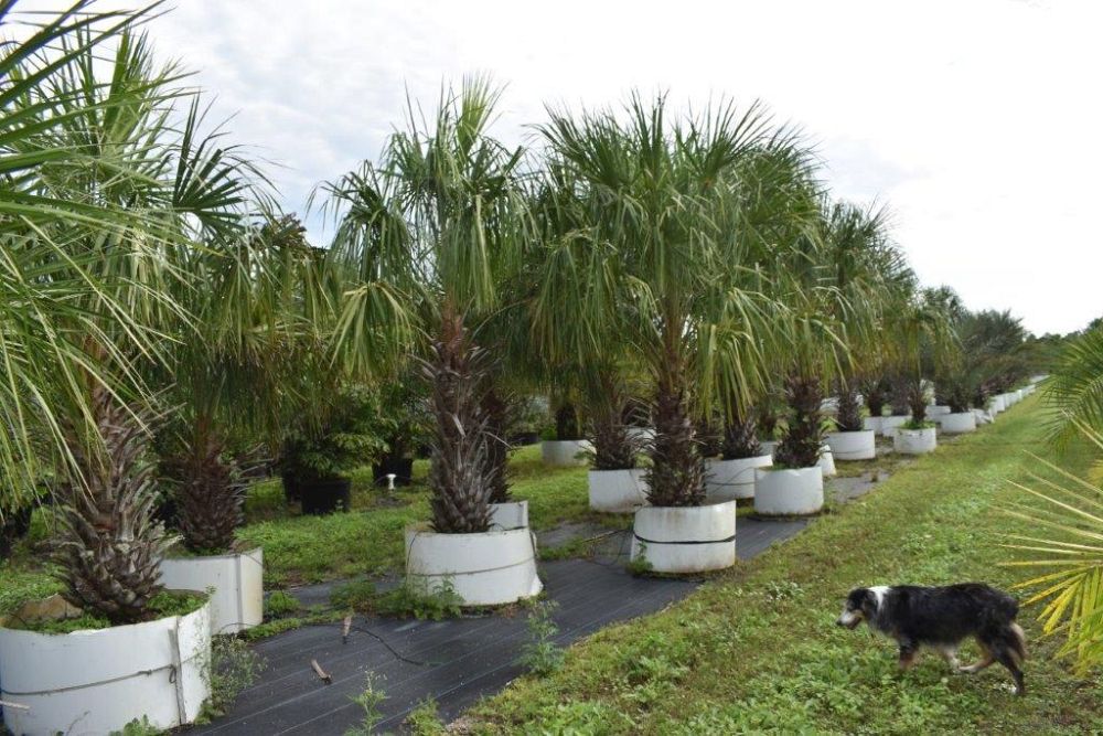 livistona-decipiens-ribbon-palm