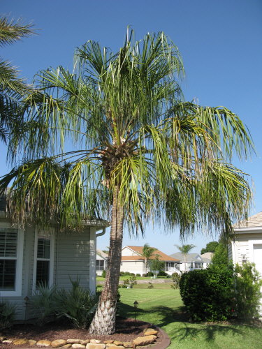 livistona-decipiens-ribbon-palm