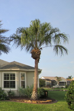 livistona-decipiens-ribbon-palm