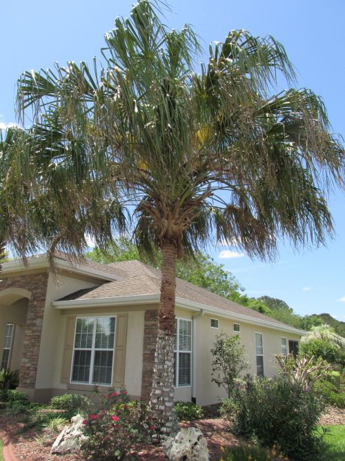 livistona-decipiens-ribbon-palm