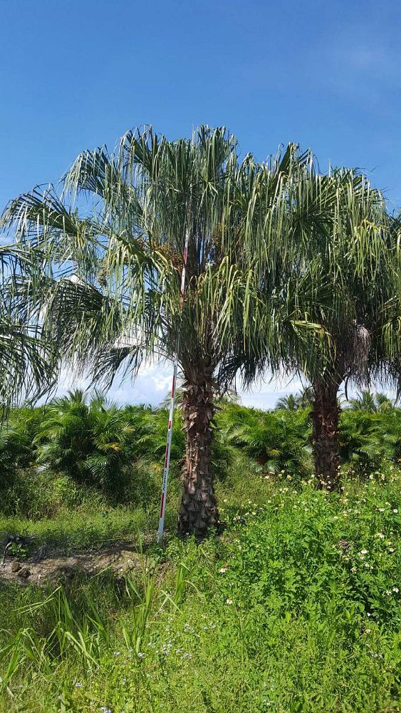 livistona-decipiens-ribbon-palm