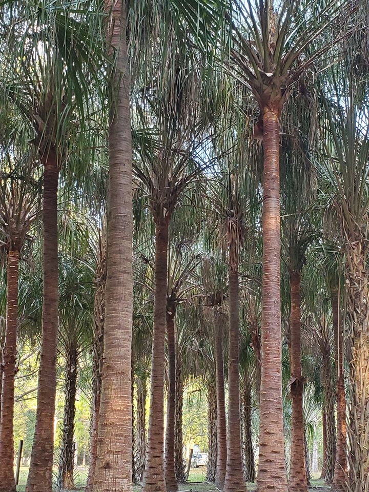 livistona-decipiens-ribbon-palm