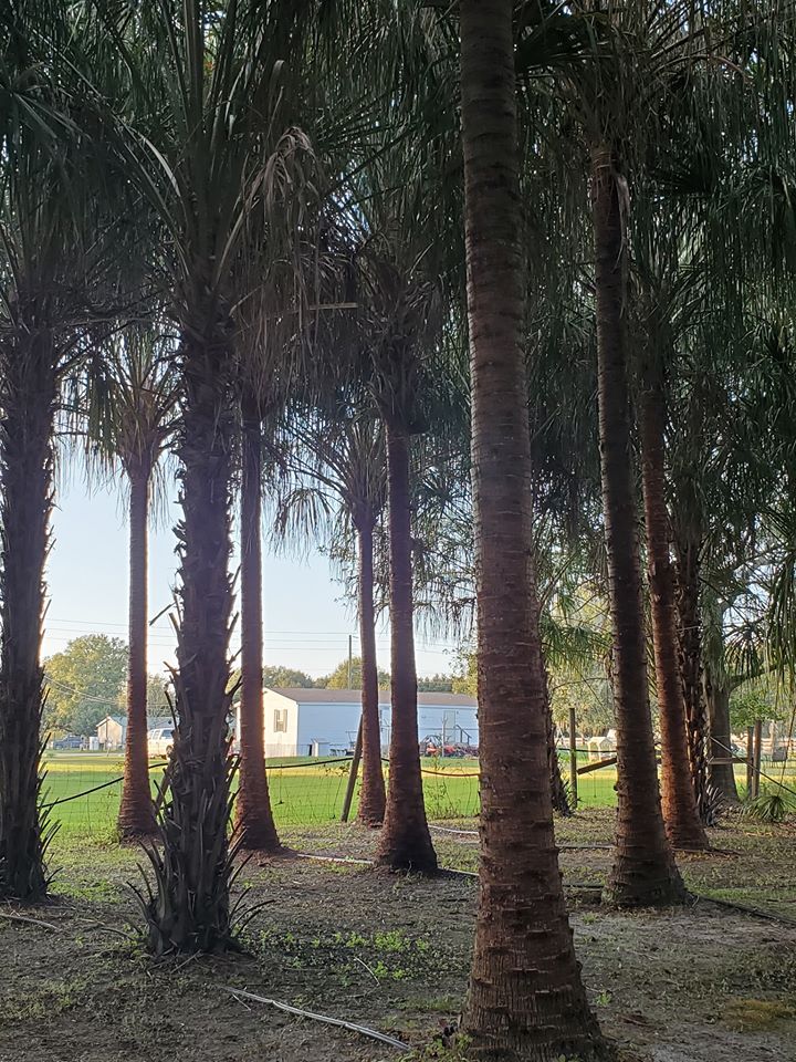 livistona-decipiens-ribbon-palm