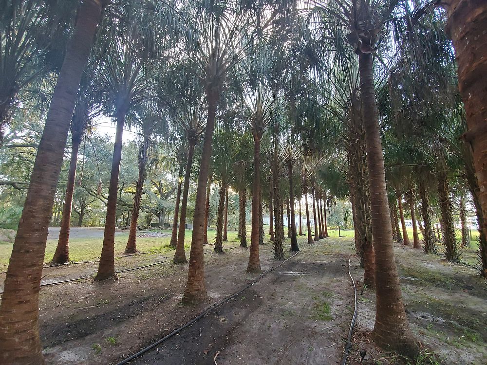 livistona-decipiens-ribbon-palm