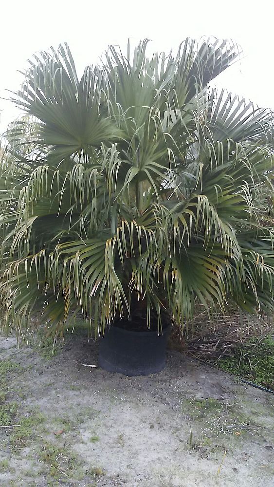 livistona-decipiens-ribbon-palm