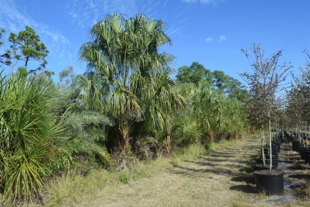 livistona-decipiens-ribbon-palm