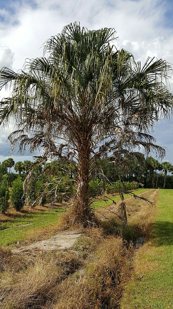 livistona-decipiens-ribbon-palm
