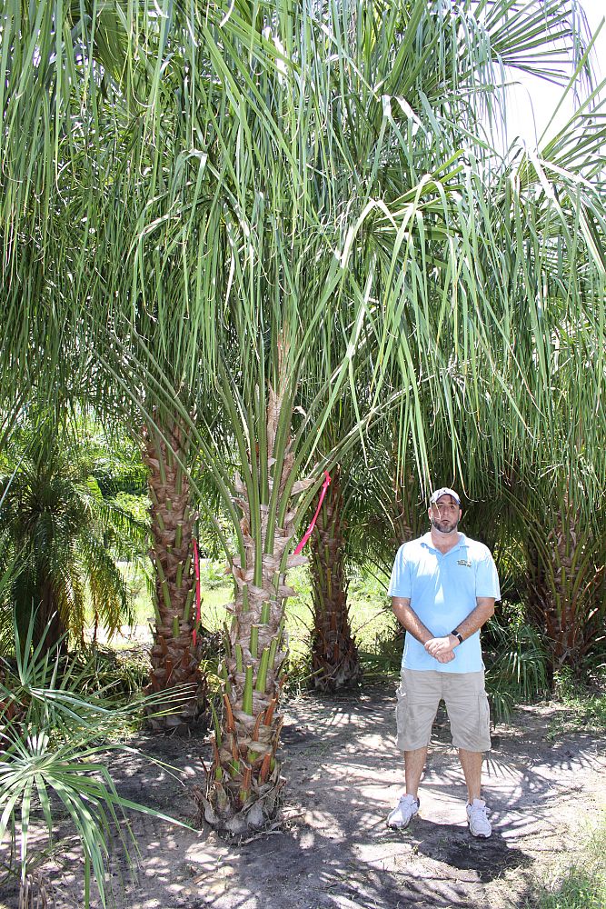 livistona-decipiens-ribbon-palm