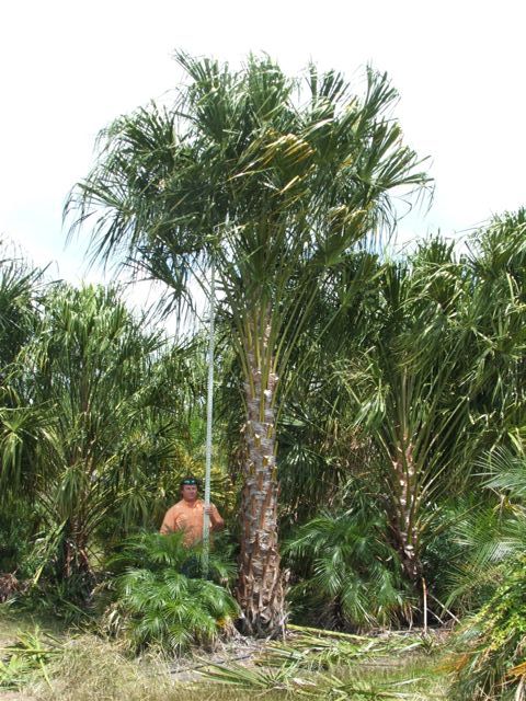 livistona-decipiens-ribbon-palm