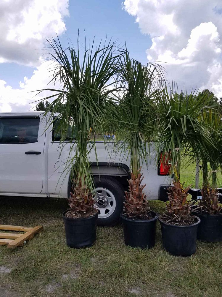 livistona-decipiens-ribbon-palm