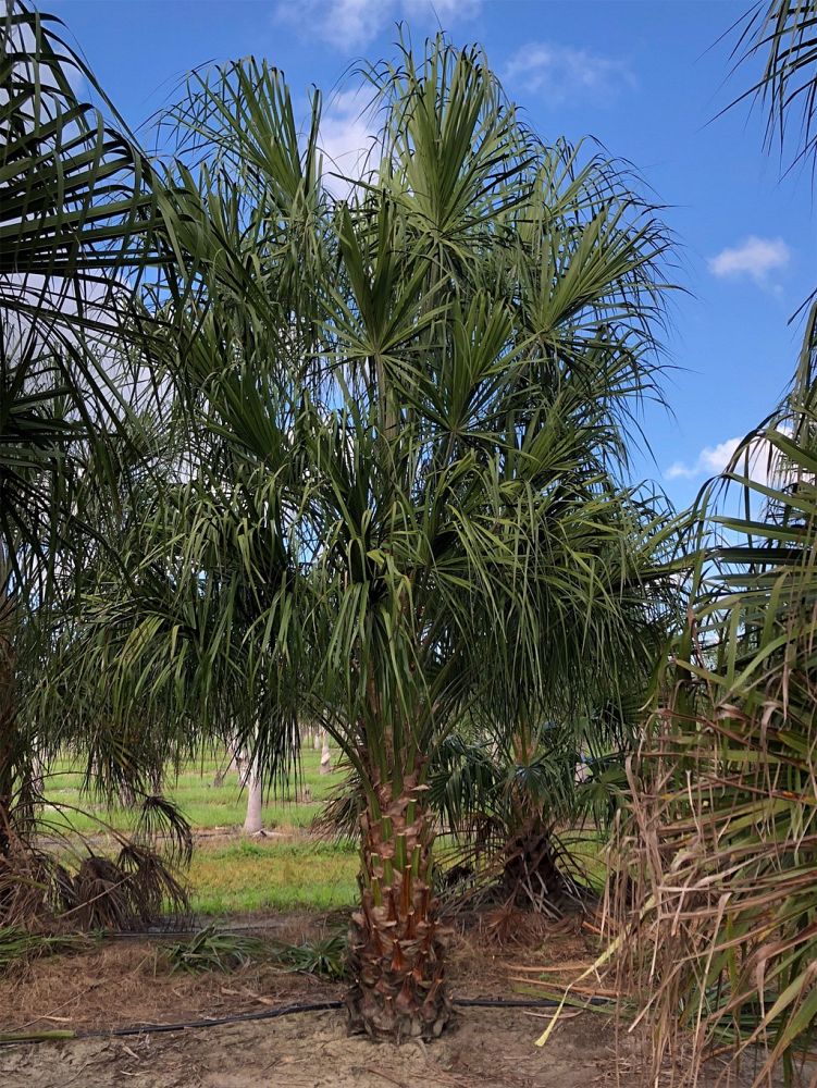 livistona-decipiens-ribbon-palm