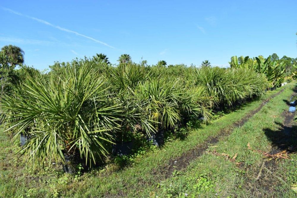 livistona-decipiens-ribbon-palm