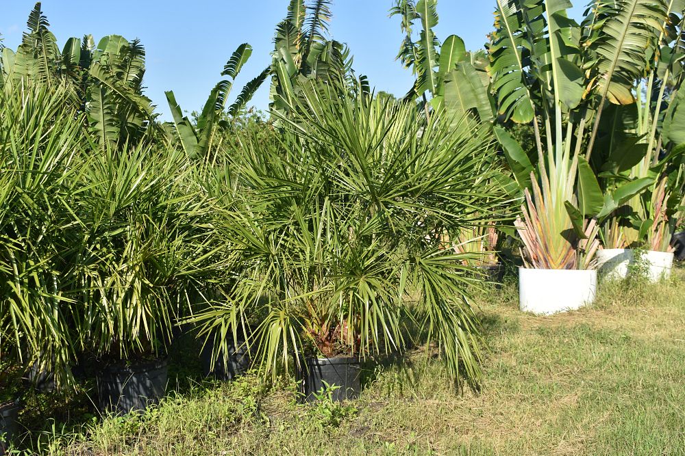 livistona-decipiens-ribbon-palm