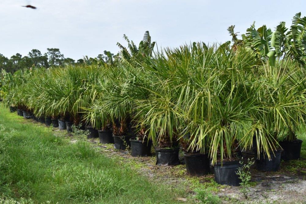 livistona-decipiens-ribbon-palm