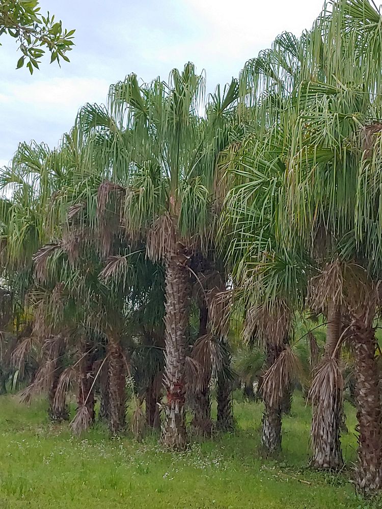 livistona-decipiens-ribbon-palm
