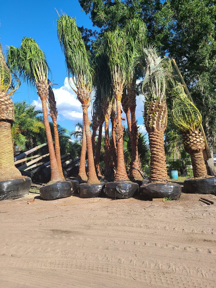 livistona-decipiens-ribbon-palm