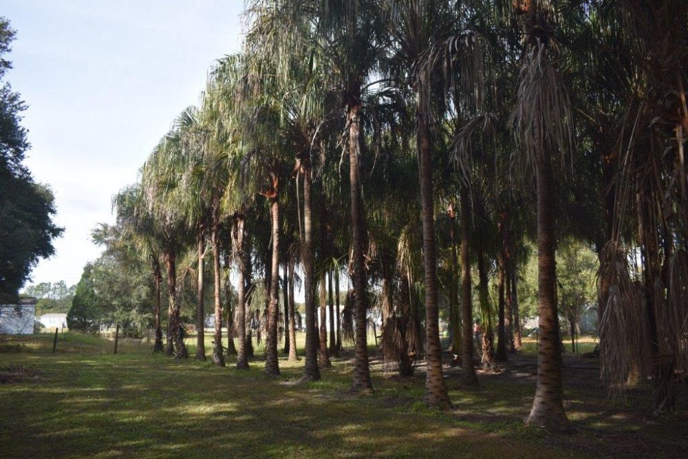 livistona-decipiens-ribbon-palm