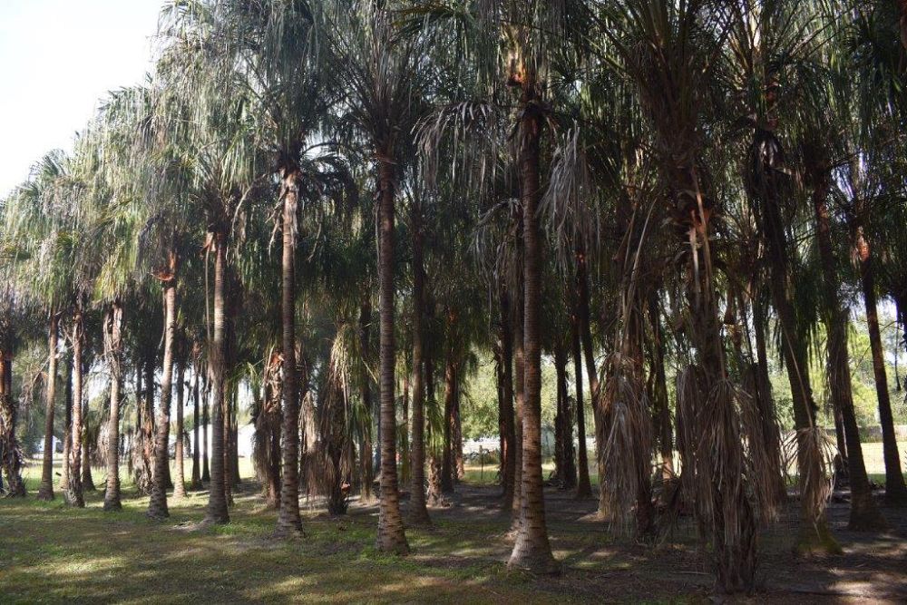 livistona-decipiens-ribbon-palm