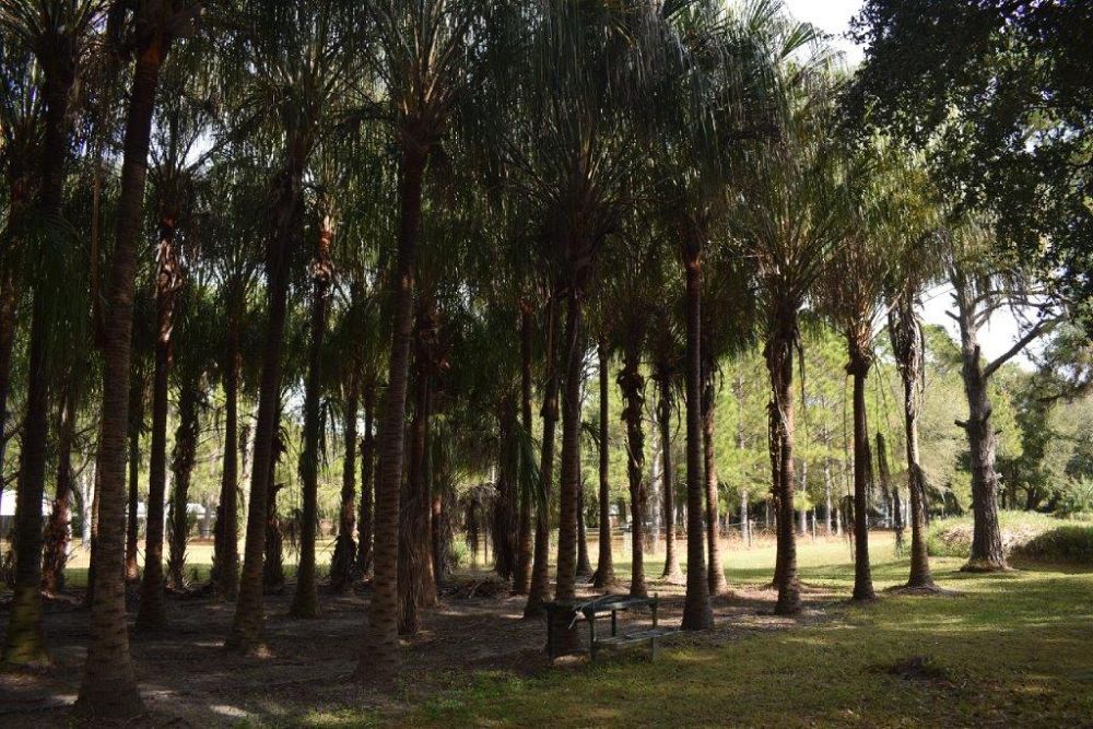 livistona-decipiens-ribbon-palm
