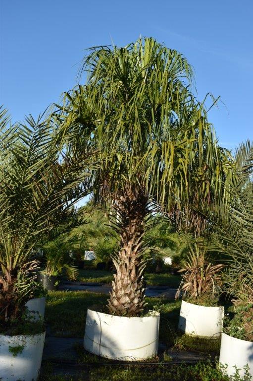 livistona-decipiens-ribbon-palm