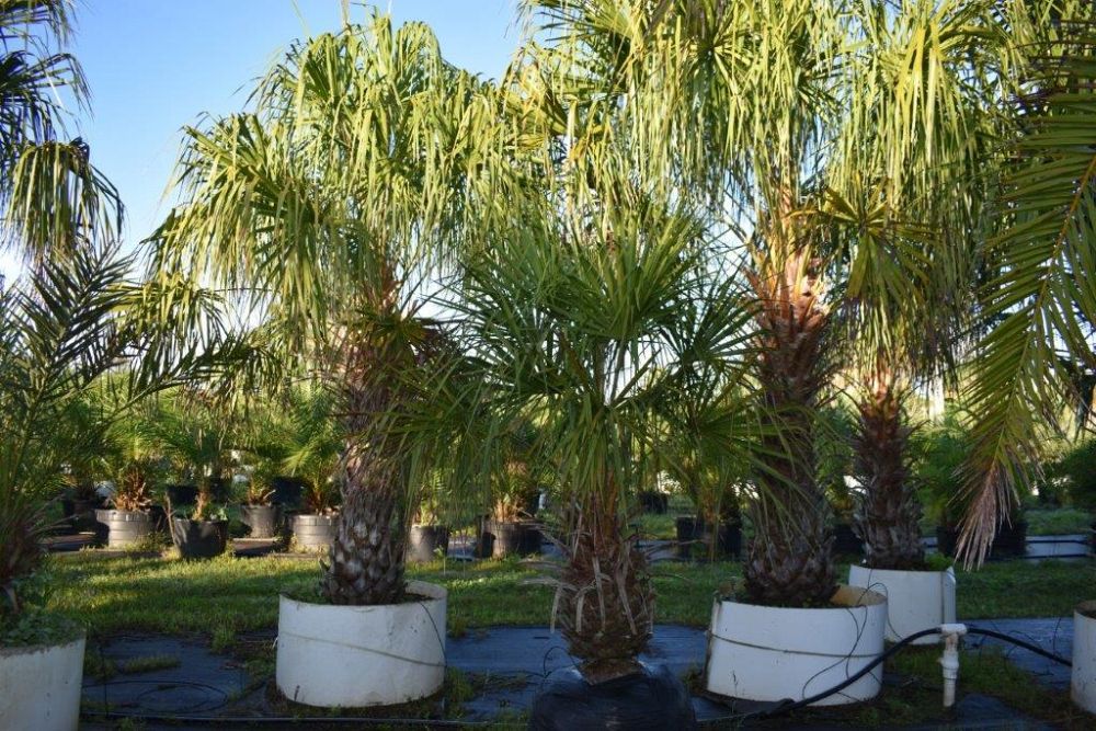 livistona-decipiens-ribbon-palm