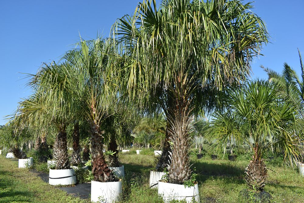 livistona-decipiens-ribbon-palm