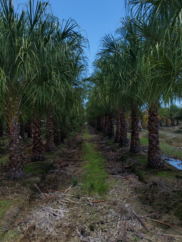 livistona-decipiens-ribbon-palm