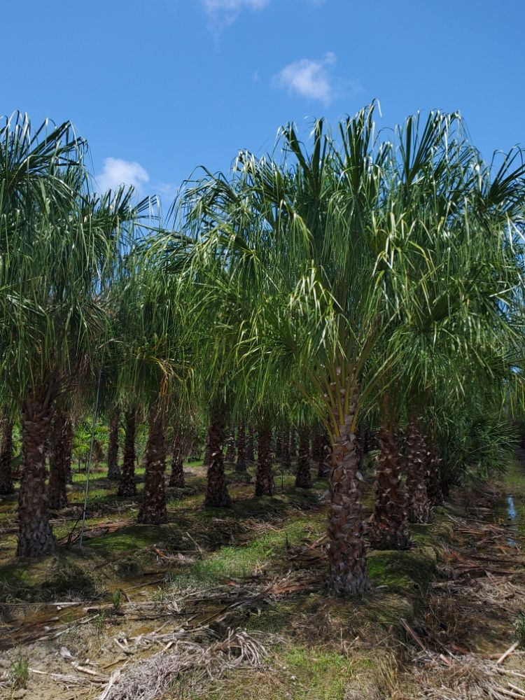 livistona-decipiens-ribbon-palm