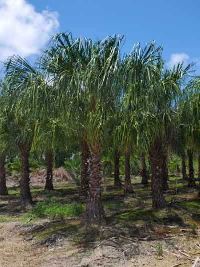 livistona-decipiens-ribbon-palm