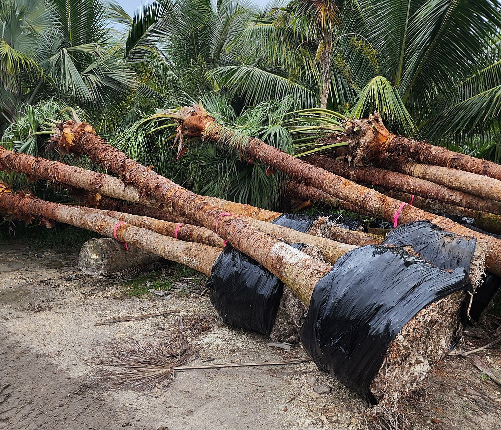 livistona-decipiens-ribbon-palm