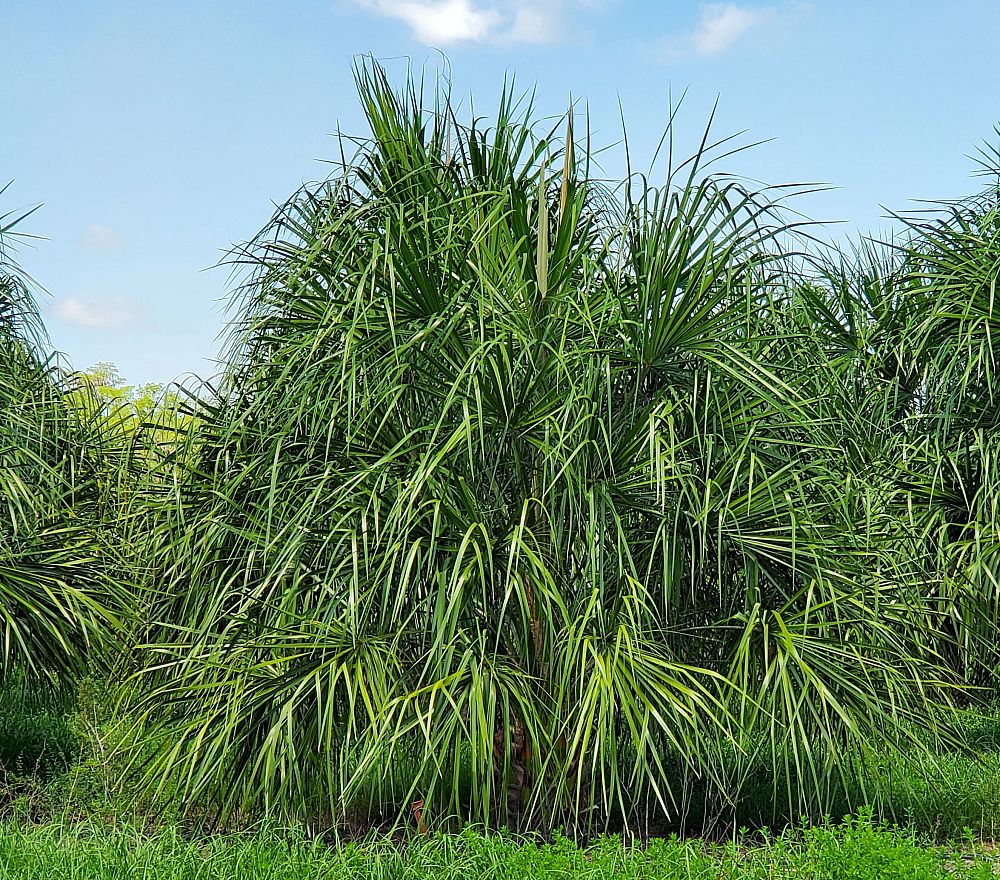 livistona-decipiens-ribbon-palm