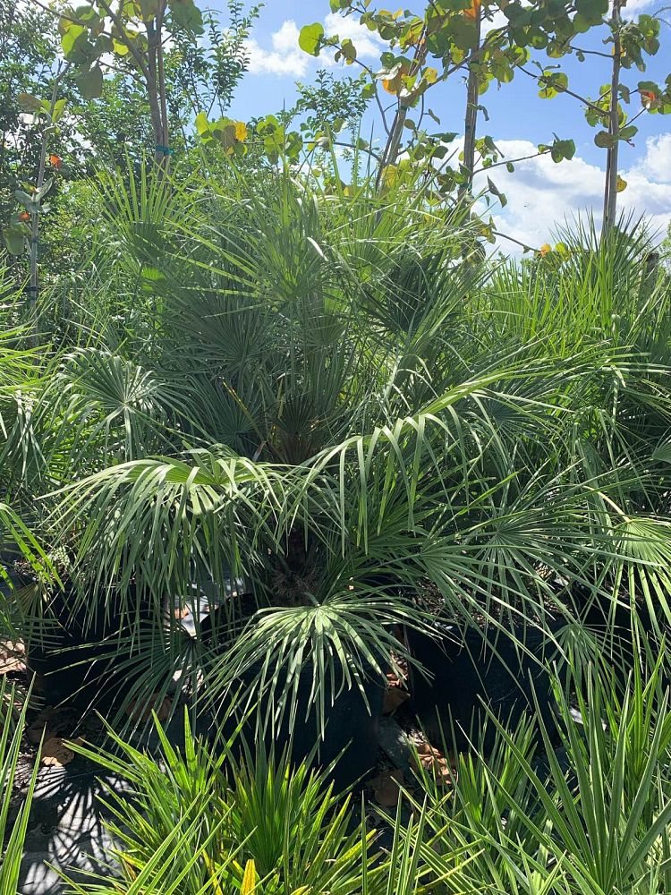 livistona-decipiens-ribbon-palm