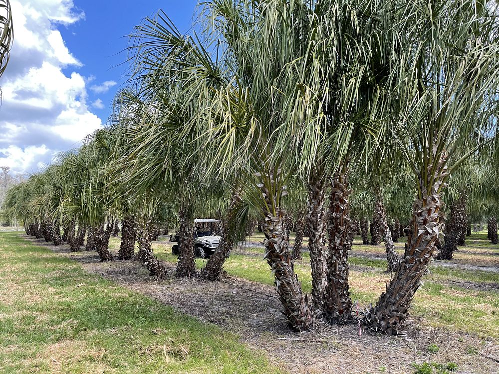 livistona-decipiens-ribbon-palm