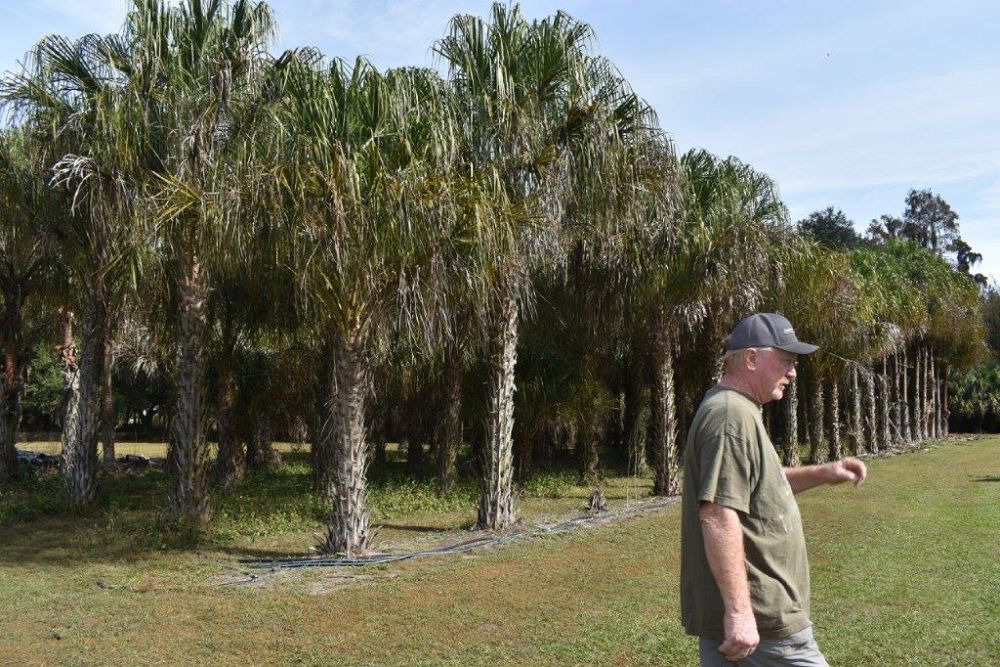 livistona-decipiens-ribbon-palm