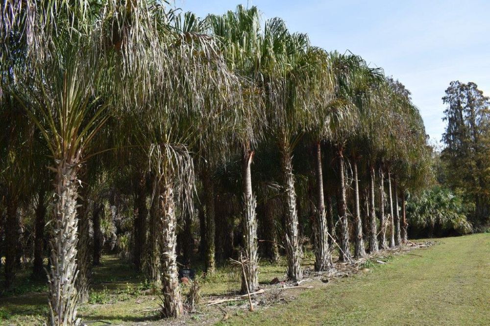 livistona-decipiens-ribbon-palm
