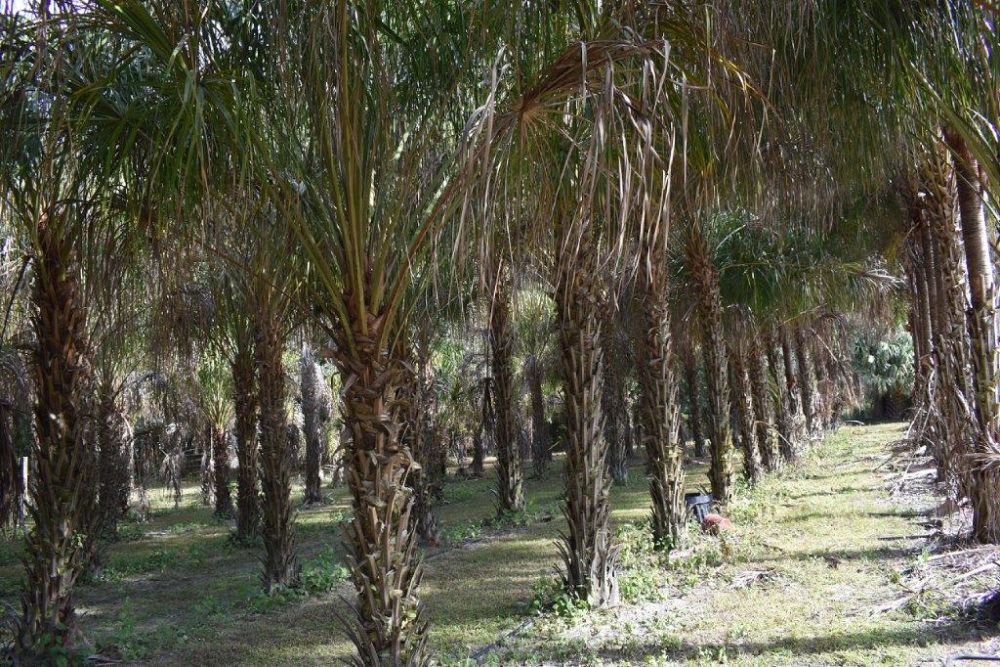 livistona-decipiens-ribbon-palm