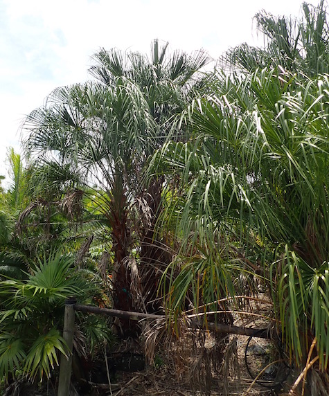 livistona-decipiens-ribbon-palm
