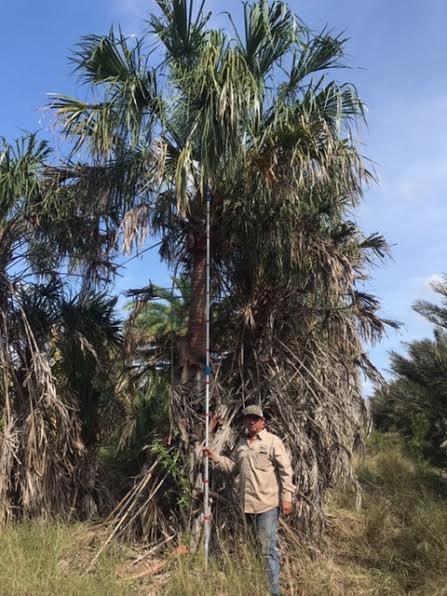livistona-decipiens-ribbon-palm