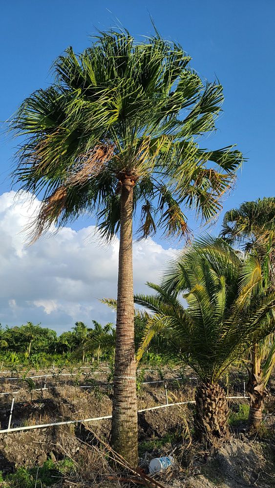 livistona-decipiens-ribbon-palm