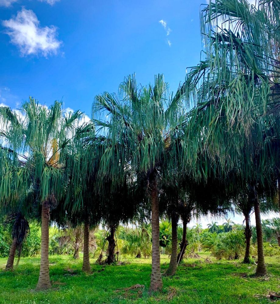 livistona-decipiens-ribbon-palm