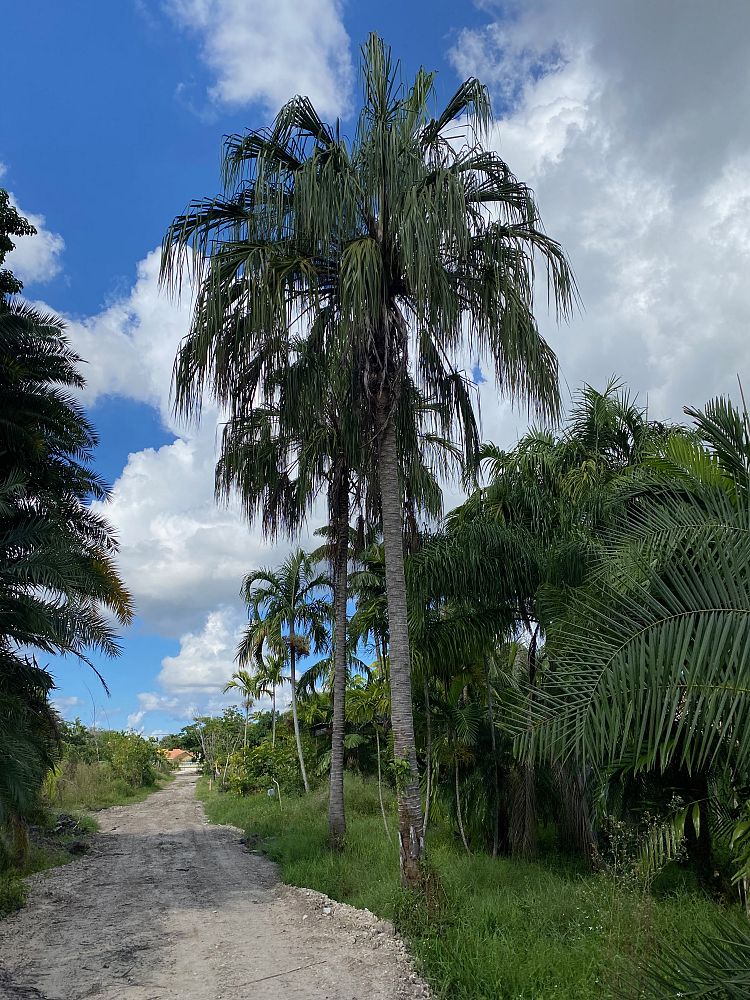 livistona-decipiens-ribbon-palm