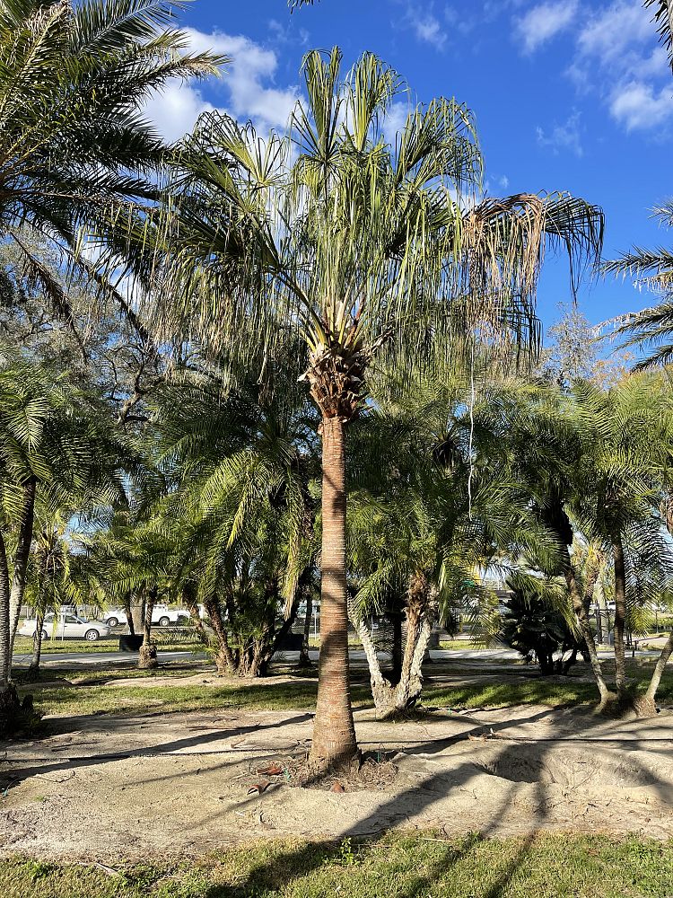 livistona-decipiens-ribbon-palm