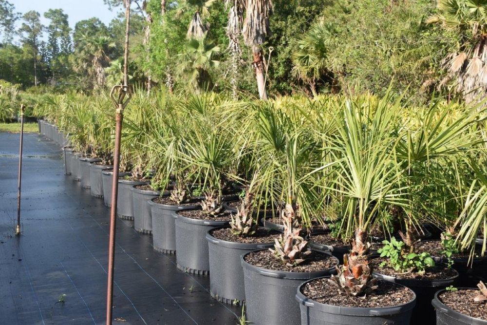 livistona-decipiens-ribbon-palm