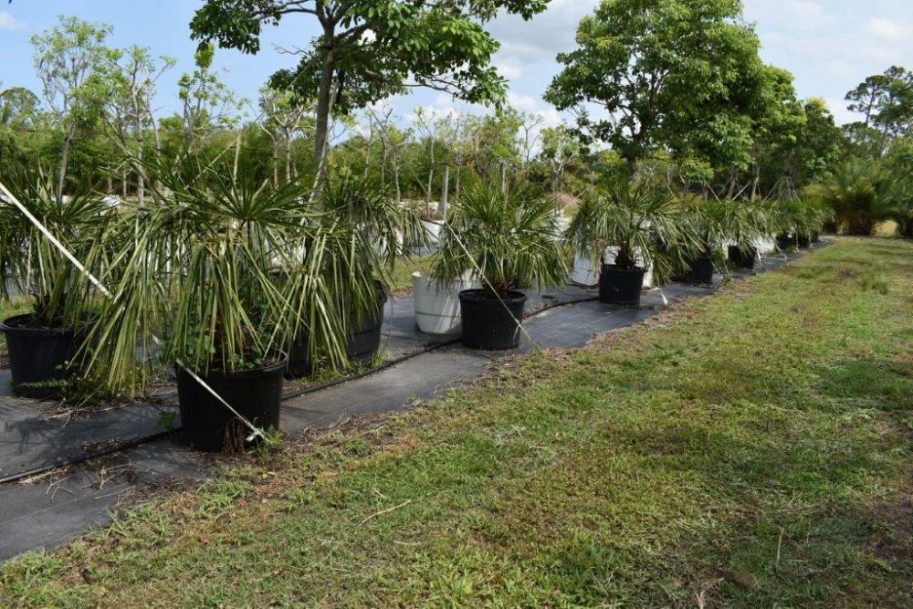 livistona-decipiens-ribbon-palm